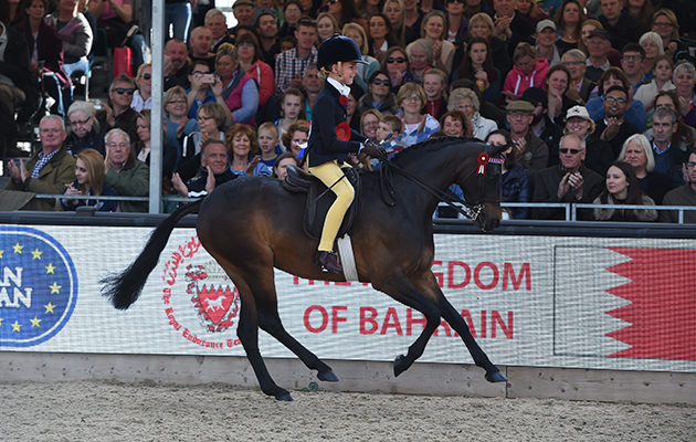 Mia Donaldson riding WHITELEAZE AURORA, during the Show Pony Championship at the Royal Windsor Horse Show in the private grounds of Windsor Castle in Windsor in Berkshire in the UK between 10th-14th May 2017
