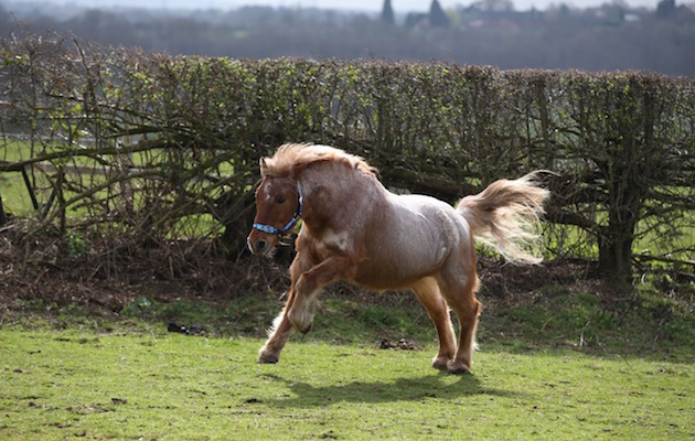 therapy pony dillon