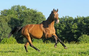 C94NTH Oldenburg breed horse galloping in the field
