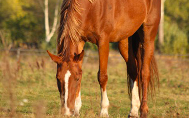 Horse-eating-in-a-fields_640x400