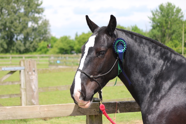 World Horse Welfare Spike