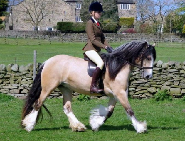 show horses for sale