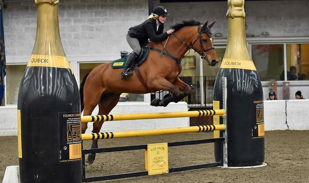 show horses for sale