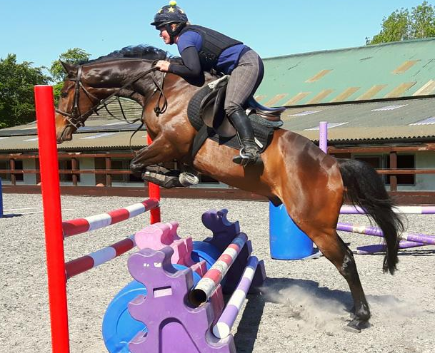 show horses for sale