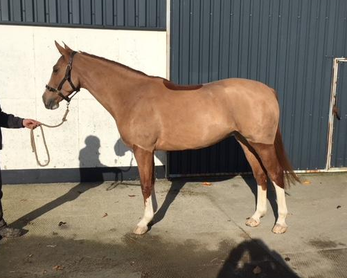 show horses for sale