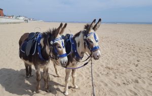 donkeys seaton carew