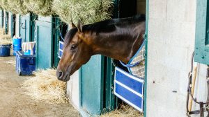 Horse in a stable behind a stable guard and stall chain