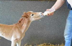 foal snowdonia