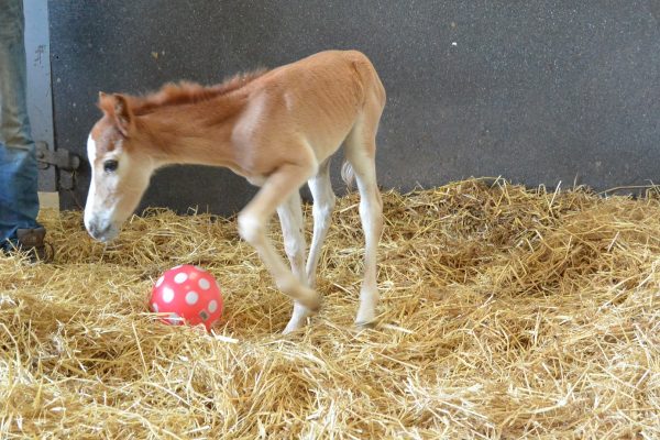 foal snowdonia