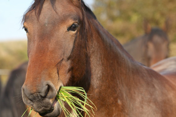 Prevent-Lamintis-image