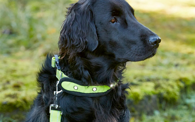 Woofmasta-Flashing-dog-collar