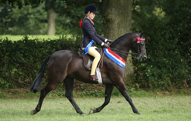 268 BSPS Supreme Pretty Polly Championship Champion 982 ARCHWOOD ROMEO GIGLE R: MADISON LOUISE DALLEY