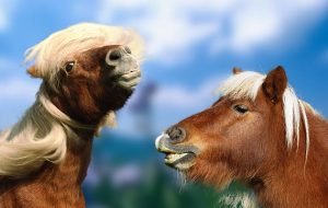 Shetlands are among the UK horse breeds