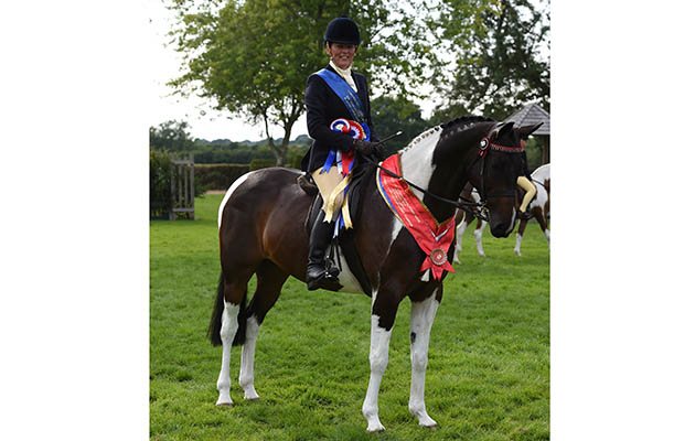 LOSTOCK UP TO DATE, exhibited by Sarah Harrison winner of the Team Colosso Skewbald & Piebald Ridden Pony Championship during The Longines Royal International Horse Show (CSIO 5*) held at The All England Jumping Course at Hickstead in West Sussex in the UK between 25 - 30th July 2017