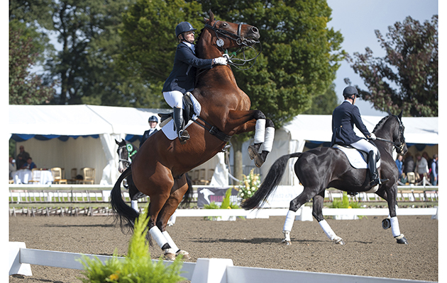 Fifth placed Julia Morris clings hold of a rearing Willis during the prize presentation for the Suregrow Advanced Medium Restricted Championship - Espayo National Dressage Championships 2012 - Stoneleigh Park, Warwickshire, United Kingdom - 13 September 2012