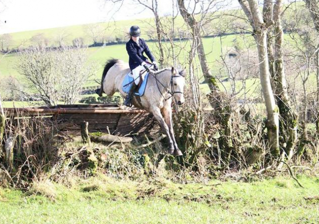 Competition ponies for sale