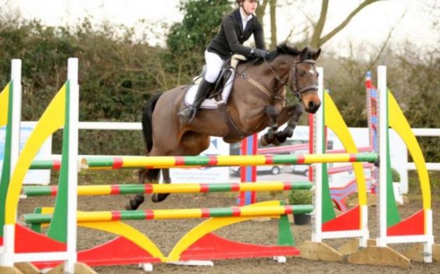 Competition ponies for sale