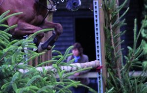 Two working sports pony classes have been unveiled as new showing classes for LIHS 2026