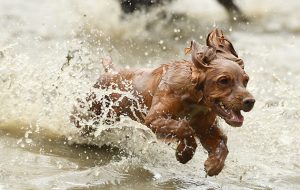 dogs enjoying the water after the competition
