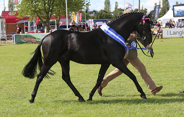 Cuddy Supreme In Hand Championship Champion 146 ALONBY CHARDONNIER Handler, lan Boylan Reserve 442 SKELLORN BRONZE SOLDIER