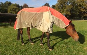 Derby House Elite Stormsafe Fly Rug