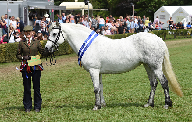 Eastlands Rashibrae Horse No 319, winner of the Cuddy Supreme Championship during the Great Yorkshire Show held on the Great Yorkshire Showground at Harrogate in the county of Yorkshire in the UK between 11 - 13th July 2017