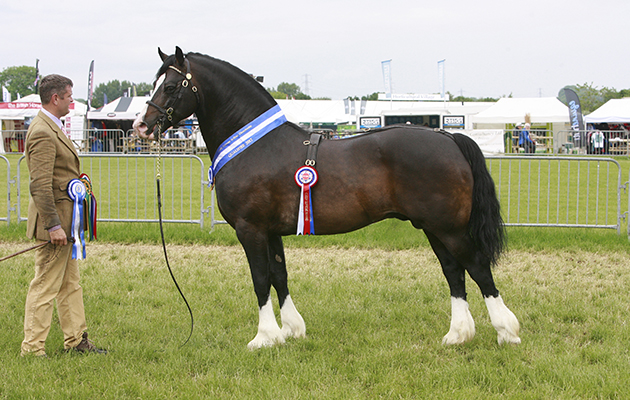 1090 - Llanarth Fiery Jack - Cuddy champion