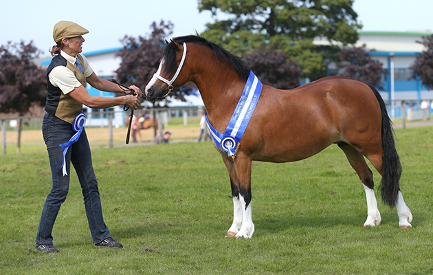 Manorlea Maisie May owned by Mr & Mrs C Abel win the HORSE OF THE YEAR SHOW CUDDY SUPREME IN-HAND CHAMPIONSHIP QUALIFIER at the Scottish Horse Show 2017