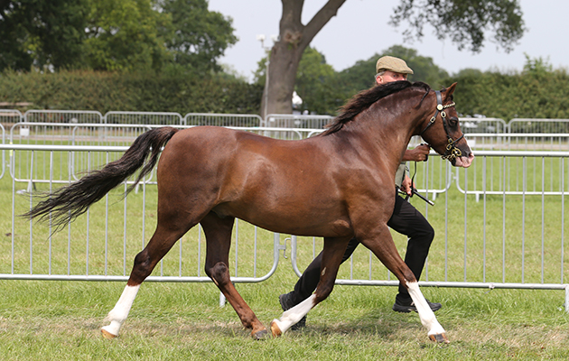 HOYS Cuddy Supreme In Hand Championship Champion 1903 Paddock Rio H: Colin Tibbey