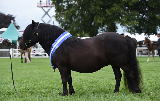 Sharptor Trinity (672) exhibited by D Hodge & J Walters winner of the Cuddy Supreme In-Hand during Royal Norfolk Show, near Norwich in Norfolk in the UK on 29th June 2017