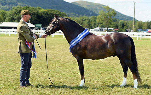 Kerry Wainwright's Skellorn Bronze Soldier, produced by Stuart Mason, Winner of the Welsh Section B Stallion, the Welsh Section B in-hand Championship and the Cuddy Sumpreme In-hand Champion, Royal Three Counties show, Malvern 16-18/6/17