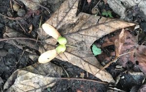 charcoal atypical myopathy