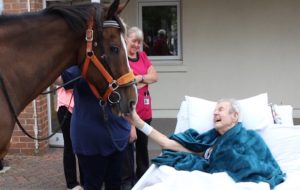 horse hospice visit