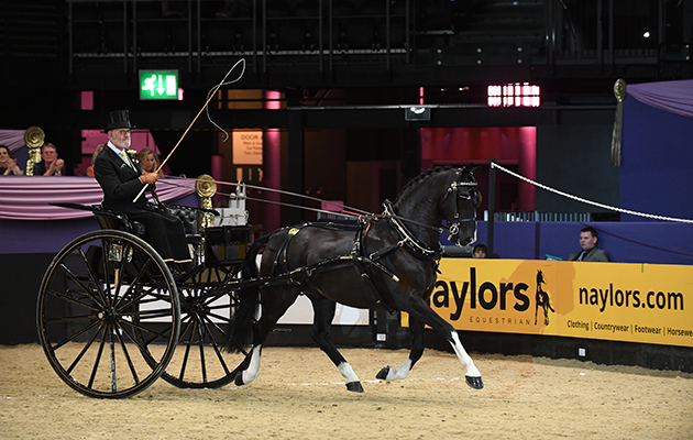 BLACK BOY owned by  Paul Atkinson ridden or exhibited by Paul Atkinson in Harness Horse and Pony of the Year Championship during the Horse of the Year Show at the NEC near Birmingham, UK between 4th - 8th October 2017