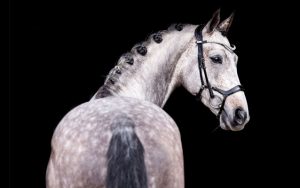 Bridle-Hero-image-640x400