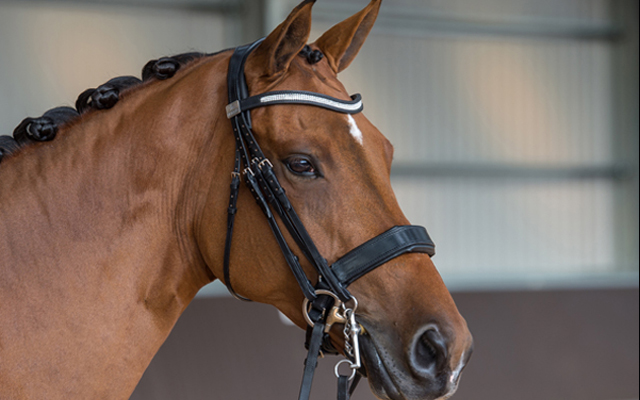 Fairfax-Bridle-640x400