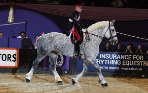 Ridden heavy horse: HALES HECTOR owned by David Curtis ridden or exhibited by Jamie Bradbury in the Heavy Horse Championship during the Horse of the Year Show at the NEC near Birmingham, UK between 4th - 8th October 2017