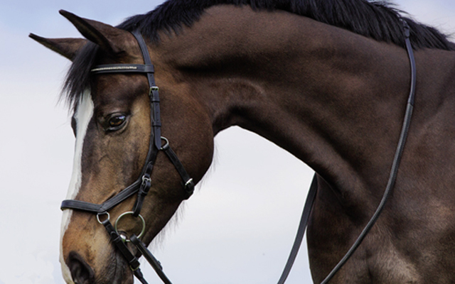 Micklem-Bridle-640x400