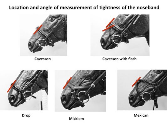 tight nosebands