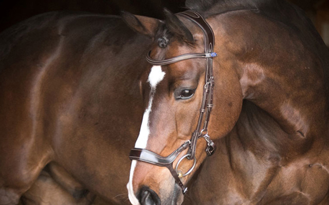 Pioneer-Bridle-640x400
