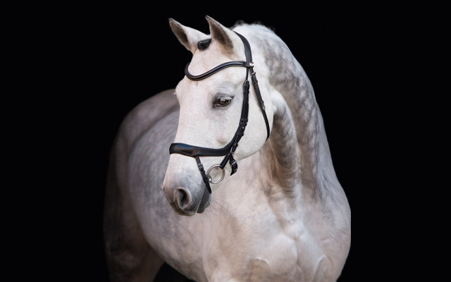 Schockemohle-Alpha-Bridle-640x400
