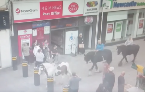 Northumbria Police appeal horses Newcastle city centre
