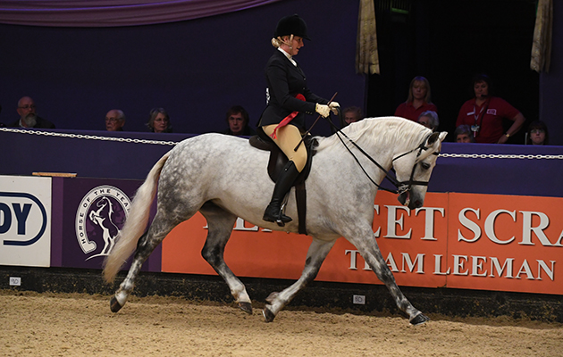 SKAERGAARDENS DELICIOUS LOVE  (M&M-Conn) owned by  Kelly Jones ridden or exhibited by Kelly Jones in the M&M Ridden Pony The Year Championship during the Horse of the Year Show at the NEC near Birmingham, UK between 4th - 8th October 2017
