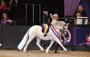 Thistledown Van Der Vaart is mini M&M champion in 2017. This year the championship is judged by HOYS M&M mini and workers judge Erik Mackechnie-Guire.