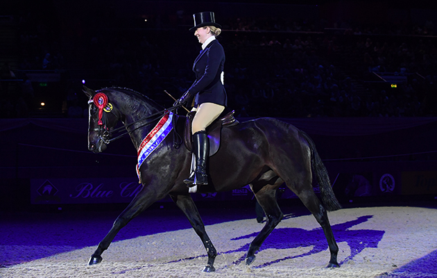 YOUNG LOCHINVAR (Small Hack) owned by  Alison Talbot ridden or exhibited by Alison Talbot in the Hack of The Year Championship during the Horse of the Year Show at the NEC near Birmingham, UK between 4th - 8th October 2017