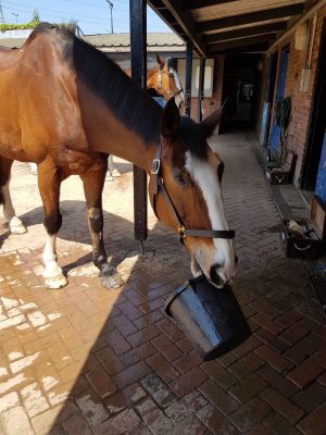 connor west yorkshire police horse