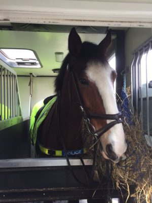 connor west yorkshire police horse