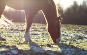 EBFKWX A beautiful Horse in early evening frost grass