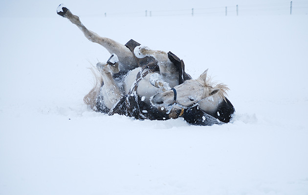 title horsing around price 10 inc pp telephone number 01488 638820 websitewwwheroscharityorg - Christmas Cards For Charity 2017 title horsing around price 10 inc pp telephone number 01488 638820 websitewwwheroscharityorg - Christmas Cards For Charity 2017