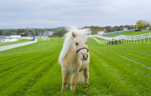 Teddy the Shetland